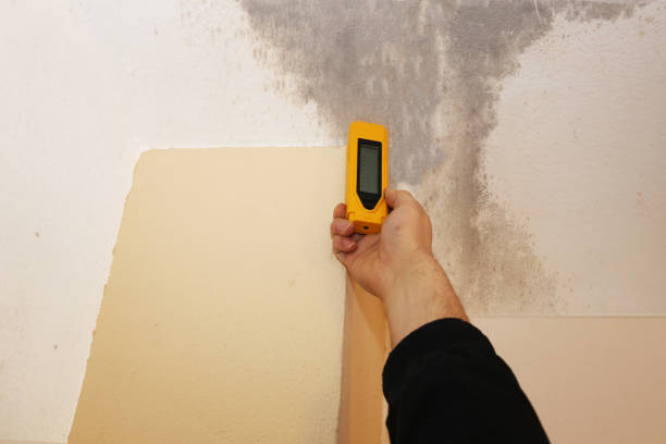 Best Attic Mold Removal  in Greenwood Lake, NY